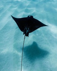 Hawaii Eagle Ray