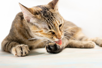 Tabby cat on white background