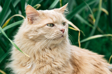 Naklejka na ściany i meble Beautiful persian cat in the grass in summer