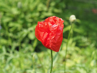Fototapeta na wymiar papaver plant (Papaveraceae) red flower