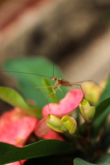 fotografia cerca a matis posando sobre flor rosada con planos competos y detalle 