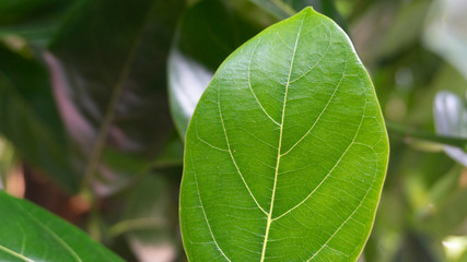 Green jackfruit leaves with a natural texture