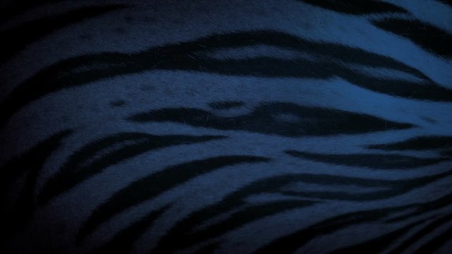 Tiger Sleeping In The Evening Body Detail