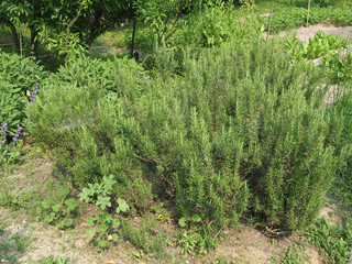 rosemary plant (Rosmarinus)