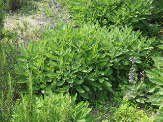 sage plant (Salvia officinalis)