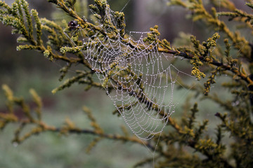 Telaraña con rocío