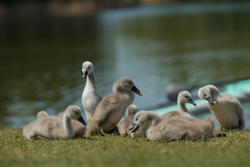 Beautiful small Chicks at green field near the lake