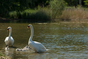 A family of swans in nature leaves the lake