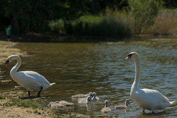 Swan family in nature enters the lake