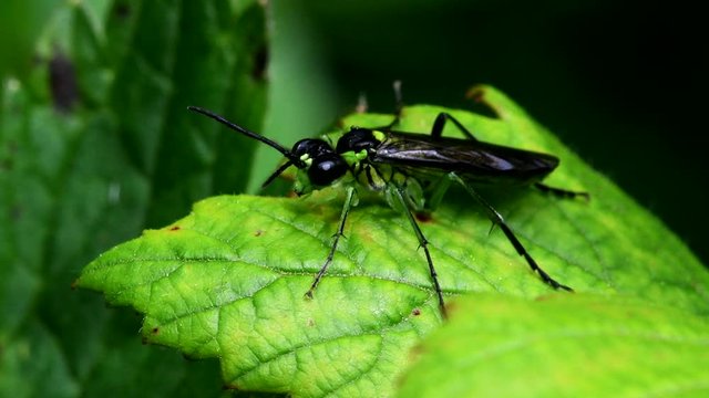 Sawfly on a leaf. His Latin name is Tenthredo mesomela.