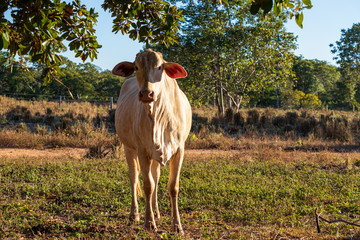 Bezerra no pasto na fazenda.