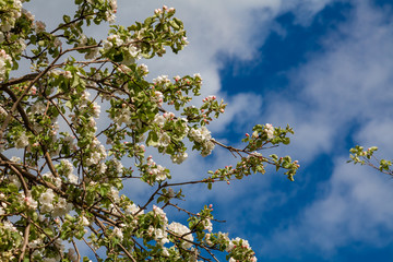 Apple tree strewn with spring flowers on a background of blue sky in white clouds