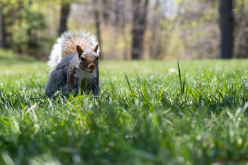A wild squirrel eating in the green grass of the mount royal park