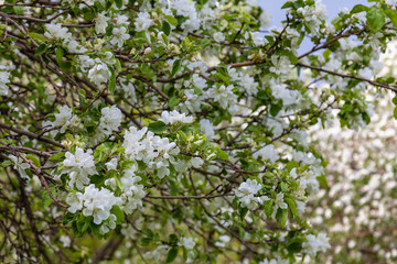 Apple tree with branches strewn with fresh white flowers