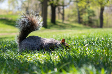 A wild squirrel eating in the green grass of the mount royal park