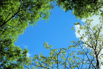 緑葉のコントラスト　
