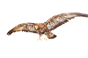 cropping of an eagle diving on a prey
