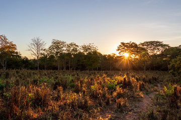 Nascer do sol no cerrado em Cavalcante, Goiás, Brasil.