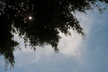 Silhouette tree branches backlit by sun with blue sky and clouds.