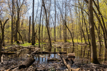 Bayou-like swamp in the forest of mount royal park