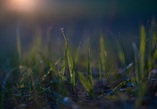 Fresh spring grass in the everning