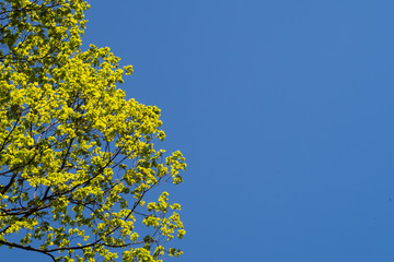 Fototapeta premium Green foliage at spring with a blue sky in the background