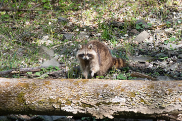 A wild raccoon inside the forest of Mount-Royal