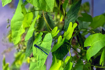 Banded Demoiselle dragonfly (Calopteryx splendens) - male in British park