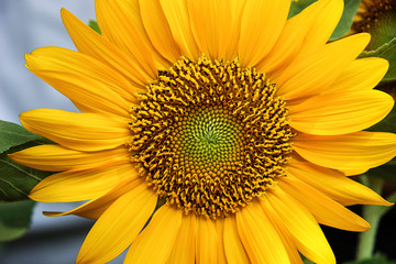 Fototapeta premium sunflower close up