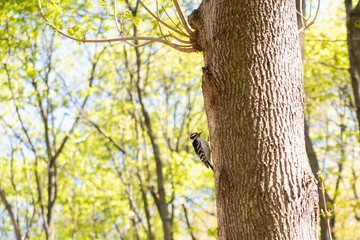 A hairy woodpecker (Leuconotopicus villosus) perched on a tree trunk and foraging for instect prey, at Mount Royal park, Montreal, Canada