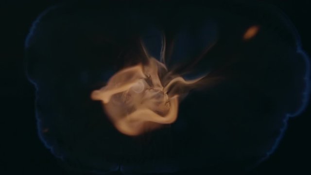 The blue wave of fire slowly spreads from the center, then the fuel flares up with great force and bright flames go up to the camera. Closeup. Slow motion. High speed camera. V-log - High Dynamic Rang