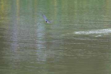 Fototapeta na wymiar swallow in flight