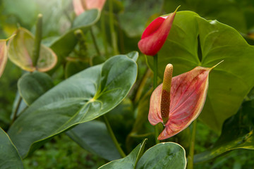 Anthurium andraeanum or tail flower, painter`s palette, flamingo flower, red flamingo lily and laceleaf