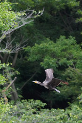 cormorant in flight