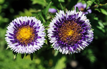 Flowers of the spring