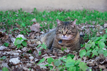 Naklejka na ściany i meble Portrait of a beautiful tabby cat (Felis catus) lying down on fallen leaves