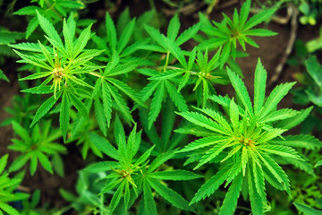 Top view of wild green cannabis plant (marijuana, hemp), growing in a field. View from above, close-up