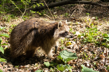 A wild raccoon inside the forest of Mount-Royal