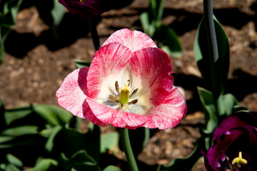 Naklejka premium View of a beautiful tulip on display in a botanical garden