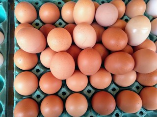 eggs are nutritious and serve for various recipes!
