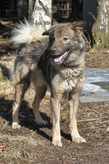 gray dog crossbreed Caucasian shepherd on a leash