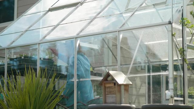 Senior gardener watering her seedlings in the greenhouse. Organic homegrown vegetables. Mason bee hive with bees going in and out. 