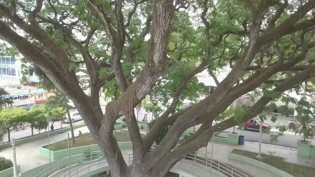 zenith drone shot above a big tree ( Samanea Saman ) canopy in middle of town houses in urban landscape of the tropical town of Jarabacoa in Dominican Republic