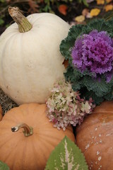 Pumpkins