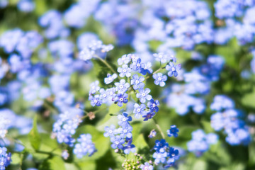 Obraz premium Closeup view of a beautiful myosotis flowering plant