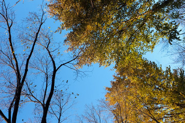 autumn trees