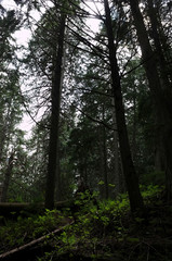 morning in the forest