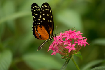 Fototapeta na wymiar butterfly standing on pink flower