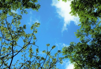 緑葉のコントラスト　