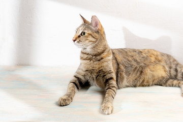 Tabby cat on white background